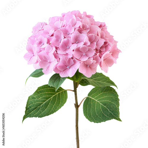 A pink hydrangea flower with green leaves against a transparent background
