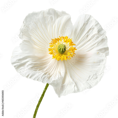 A white poppy flower with yellow stamen and green stem against a transparent background