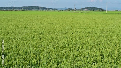 Korean traditional rice farming. Korean rice farming scenery. Korean rice paddies. Rice field and the sky in Ganghwa-do, Incheon, South Korea.