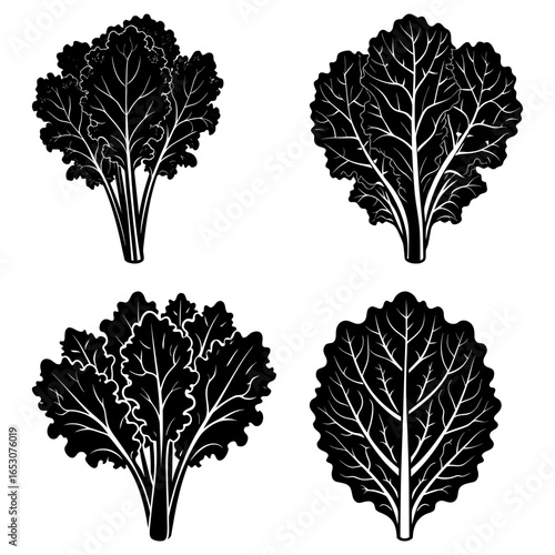 Four stylized black and white kale plants with detailed leaf veins and textured edges illustration