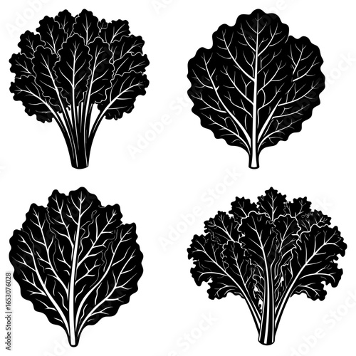 Illustration of four black and white swiss chard plants with detailed leaf vein patterns on a white background
