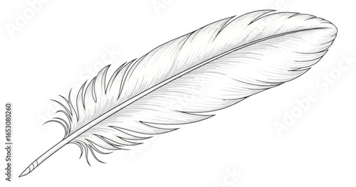 Detailed illustration of a bird feather