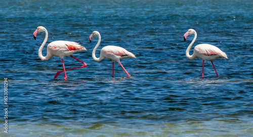 Group of 3 Flamingos in the sea