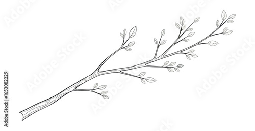 Elegant black and white tree branch illustration