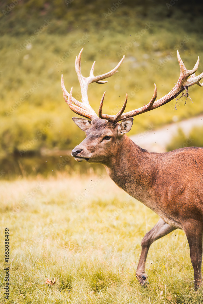 Fototapeta premium deer in the woods