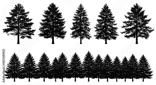 A collection of evergreen coniferous trees depicted as silhouettes showcasing their conical shapes and dense foliage suitable for landscaping and forestry design elements
