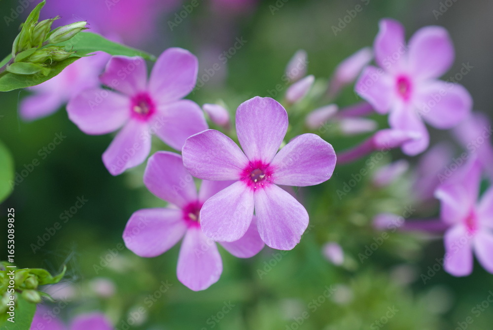 Obraz premium closeup purple phlox in a garden