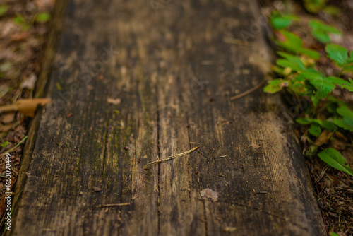 Detailed view of an old, mossy wooden plank path in a forest, surrounded by soil, small plants, and fallen debris.