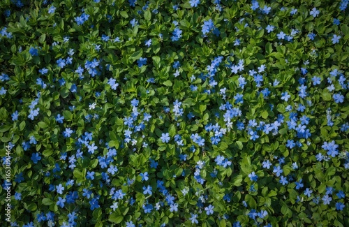 Periwinkle blue wildflowers carpet green foliage, creating vibrant summer garden scene. Tiny blossoms bloom profusely on evergreen groundcover, offering natural botanical beauty.