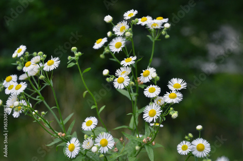 Daisy fleabane white flowering wildflowers blooming against natural green blurred field background. Summer environment , groundcover, flowering weeds . 