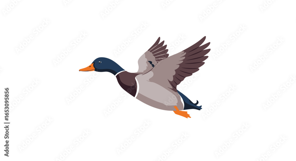 Fototapeta premium Majestic Mallard Duck in Flight, Nature's Graceful Aerial Acrobat