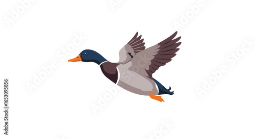 Majestic Mallard Duck in Flight, Nature's Graceful Aerial Acrobat