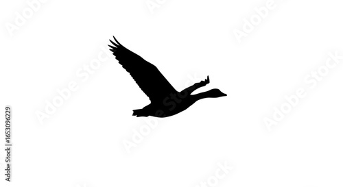Silhouette of a Canadian Goose in Flight, Isolated on White Background for Graphic Design
