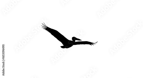 Majestic Pelican in Flight A Silhouette Against the White Canvas