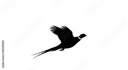 Elegant Silhouette of a Ring-Necked Pheasant in Flight A Natural Imagefx Creation