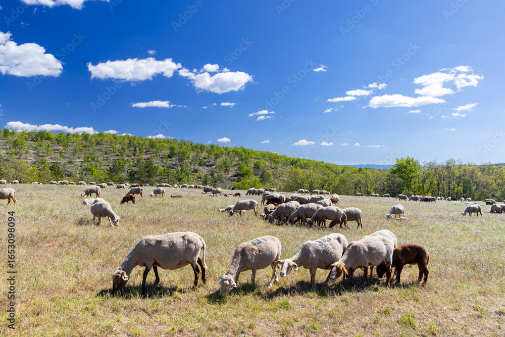 Fototapeta premium Flock of sheep grazing in a field in Provence, France, under a blue sky