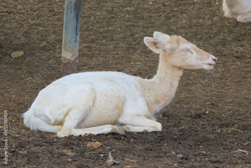 white deer in the park
