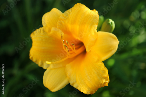 Golden Yellow Daylily 