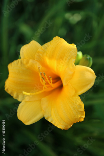 Golden Yellow Daylily 
