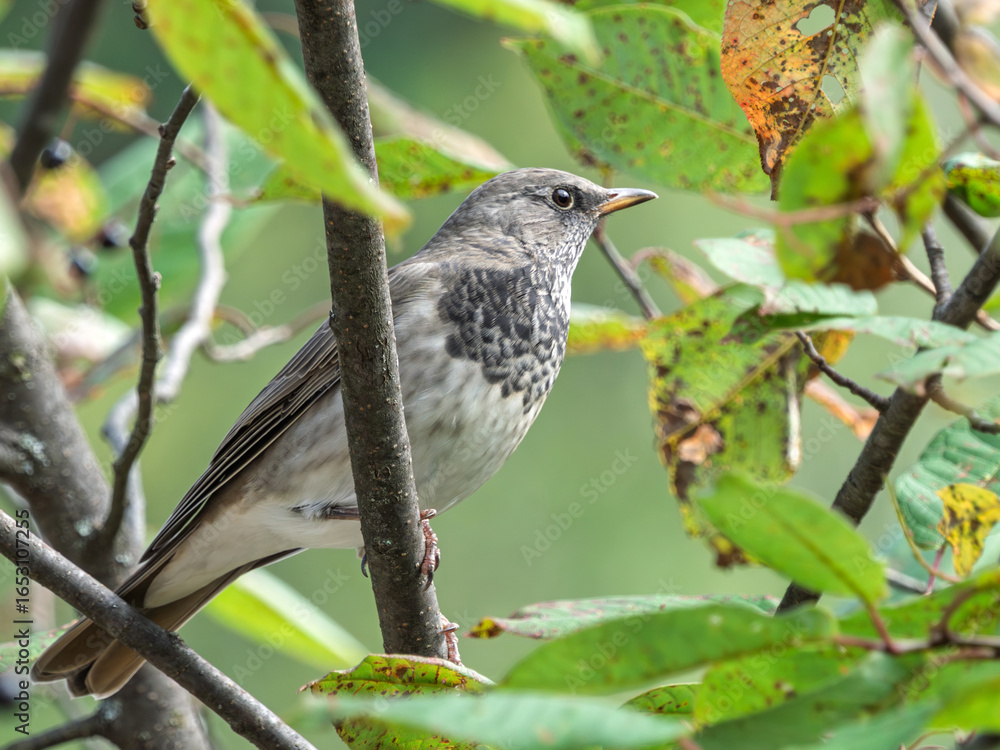 Fototapeta premium Black-throated thrush perching on a bird-cherry bush