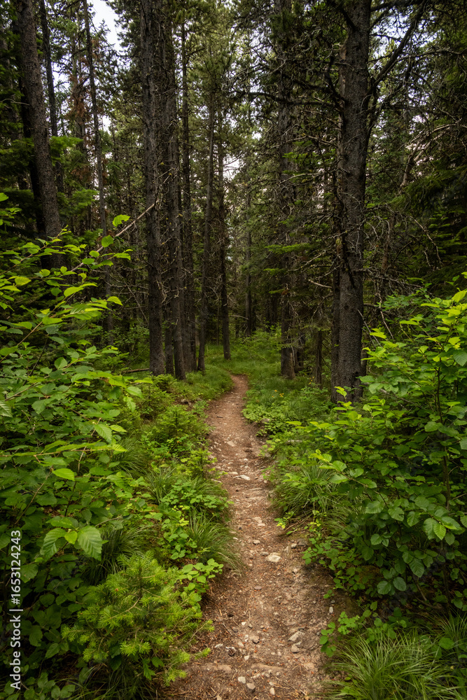 Obraz premium Trail Heading Down Hill Through Dense Forest In Glacier
