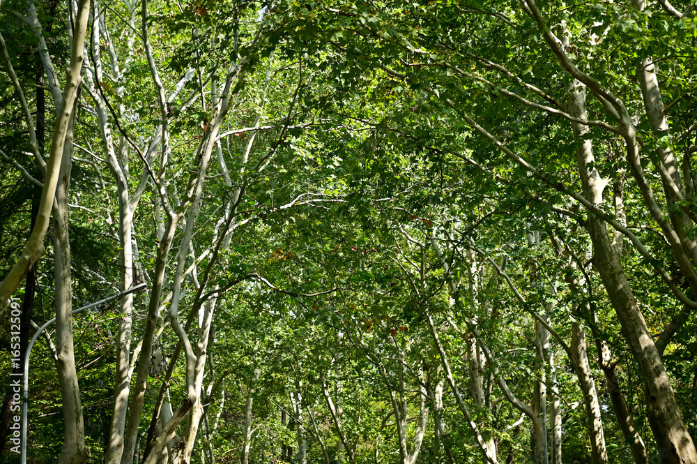 Fototapeta premium Close-up of the forest with full of trees. Green trees, nature scene. Tree background. Row of trees.
