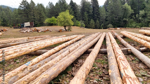Tableau sur toile woods logs trees in ioannina greece