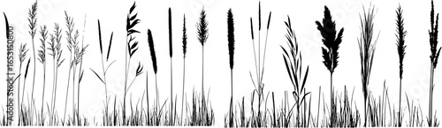 Silhouette of cattails and reeds. Wild grass on the river bank. Swamp coastal plants.