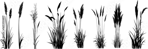 Silhouette of cattails and reeds. Wild grass on the river bank. Swamp coastal plants.