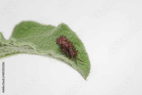 Un couple de Hispes testacés sur une feuille de Ciste (Dicladispa testacea)