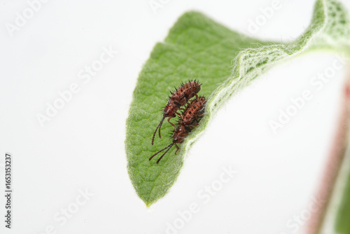 Un couple de Hispes testacés sur une feuille de Ciste (Dicladispa testacea)