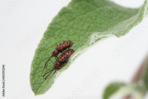 Un couple de Hispes testacés sur une feuille de Ciste (Dicladispa testacea)