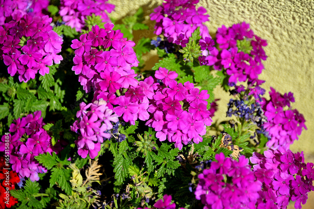 Fototapeta premium Verbena hybrid lilac flowers macro nature flora plant