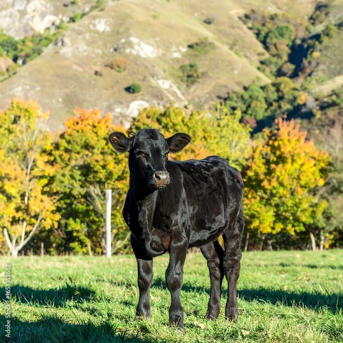 Wallpaper Mural Black calf in autumnal landscape Torontodigital.ca