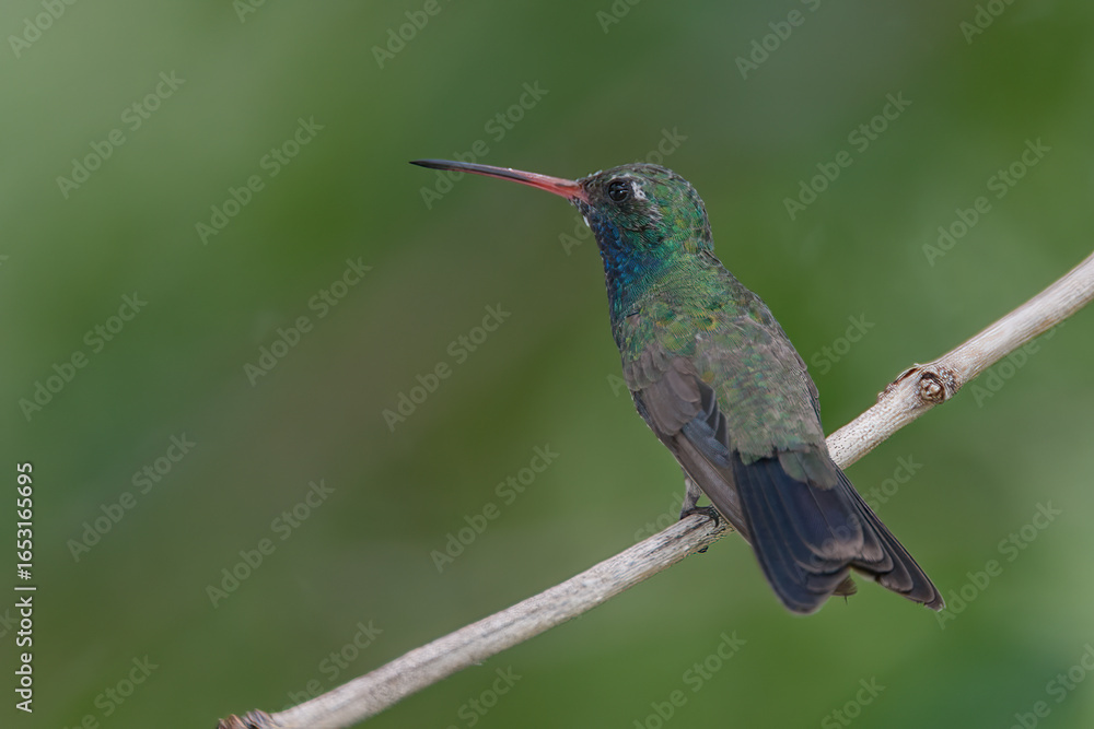 Fototapeta premium Broad-billed Hummingbird perched taken in SE Arizona