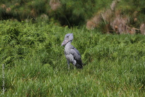 Endangered shoebill stork in tropical wetlands of Uganda. Unique African bird with massive bill, found in swamp habitats around Lake Victoria