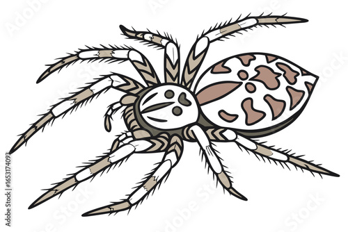 Detailed Illustration of a European Garden Spider with Distinctive Markings and Prominent Legs on a White Background