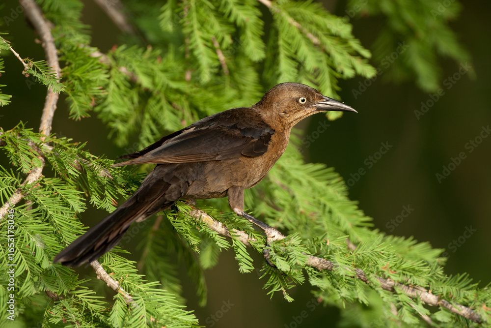 Fototapeta premium Great-tailed Grackle female taken in Arizona