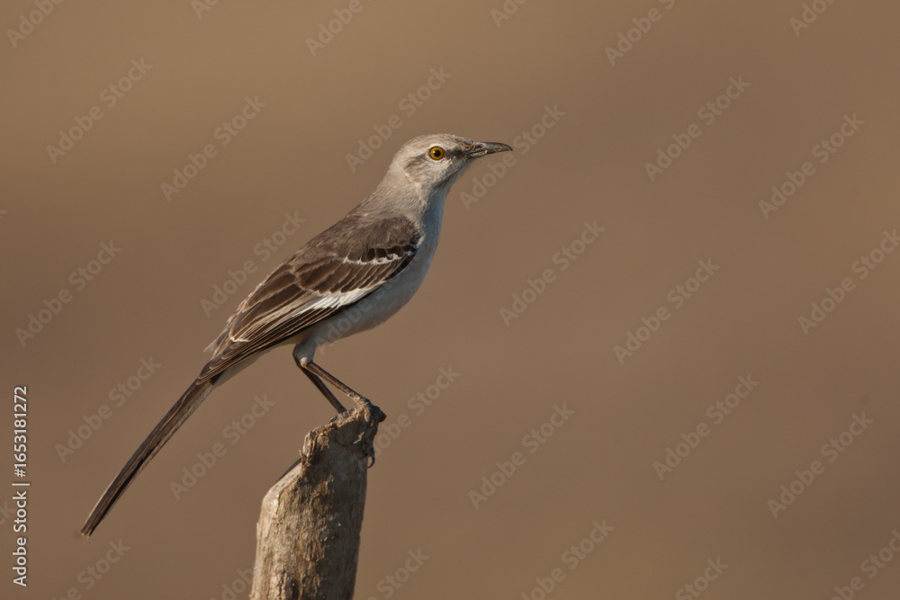 Fototapeta premium Northern Mockingbird