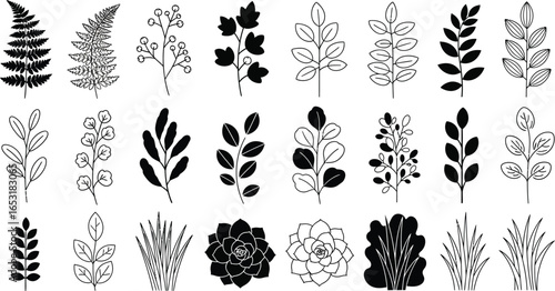 A collection of diverse botanical illustrations featuring ferns leaves and succulent plants in black and white
