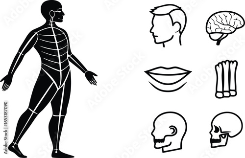 Professional human anatomy collection showing skeleton, brain, and facial features for medical education