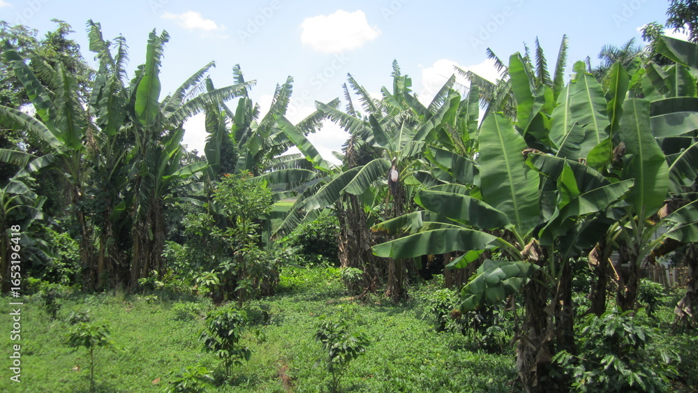Fototapeta premium banana field in the summer