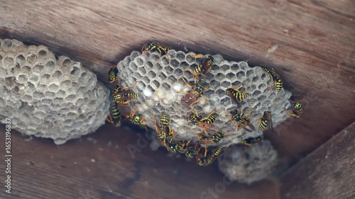 A close up footage of a small swarm of wasps walking on their nest on the old wooden ceiling.