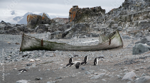 penguins on the beach