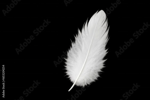 A Single Feather Against a Black Background