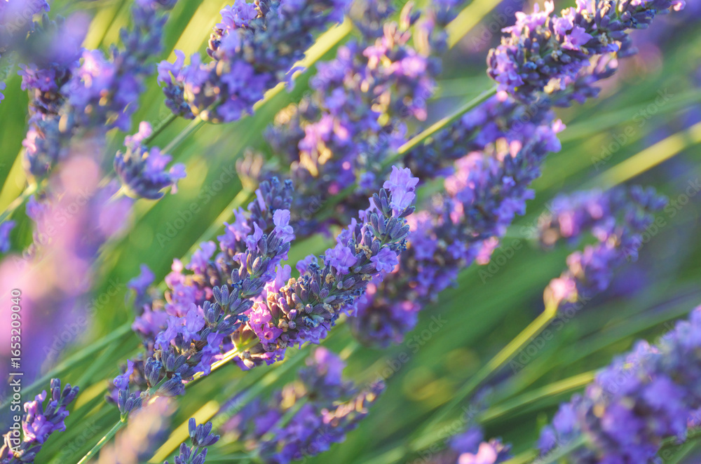 Fototapeta premium Lavender flower. France, Provence