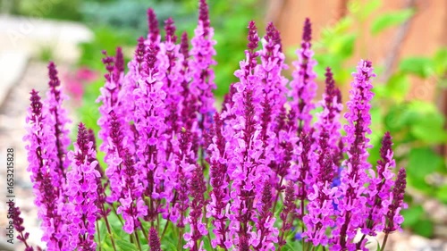Close-up of purple sage flowers in summer, moving in the wind.
