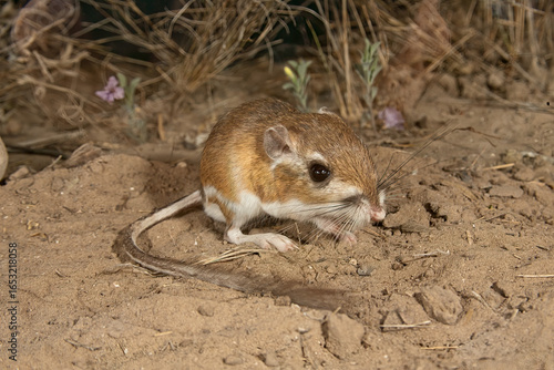 Ord's Kangaroo Rat