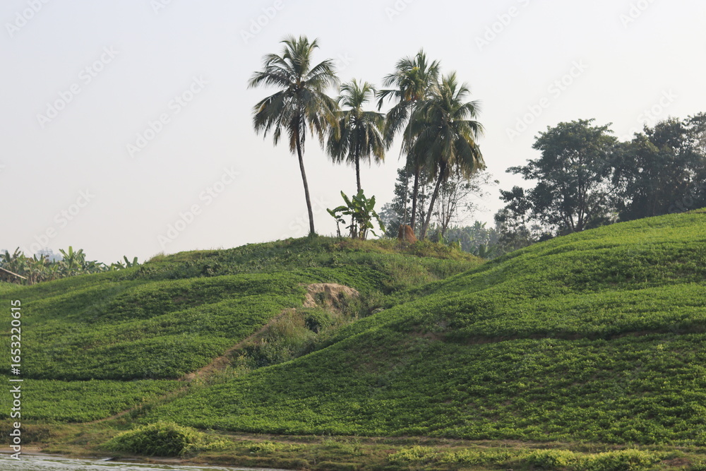 Obraz premium coconut tree on hill side of river