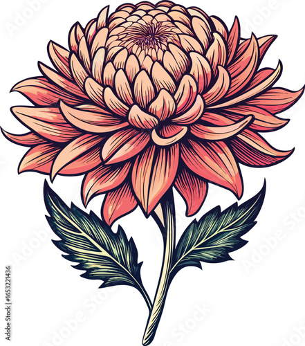 retro-carnation-flower-black-and-white-engraving